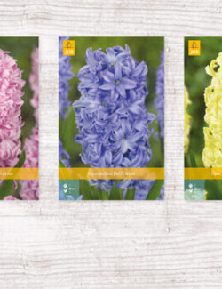 200 Hyacinth Single B