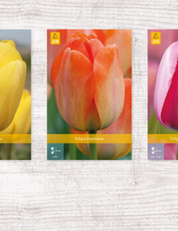 350 Tulipa Darwin Hybrid Show box