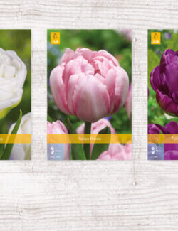 350 Tulipa Double Late Show box