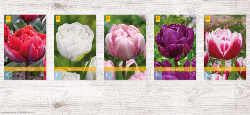 350 Tulipa Double Late Show box