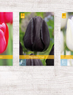 350 Tulipa Single Late Show box