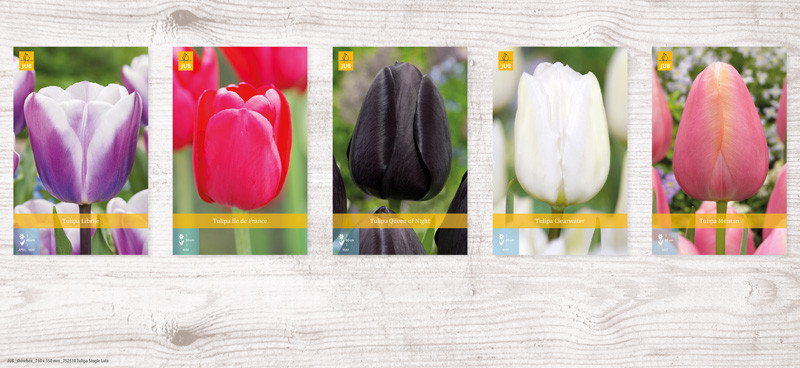 350 Tulipa Single Late Show box