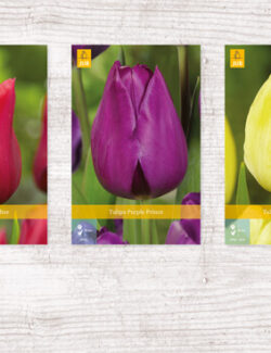 350 Tulipa Single Early Show box