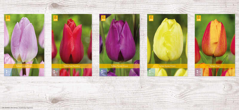 350 Tulipa Single Early Show box