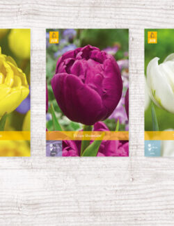 350 Tulipa Double Early Show box