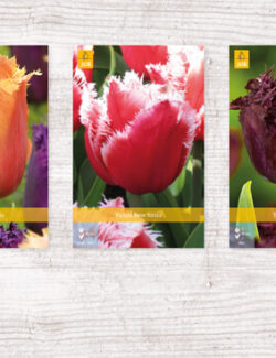 350 Tulipa Fringed Show box