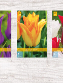 350 Tulipa Lily flowering Show box