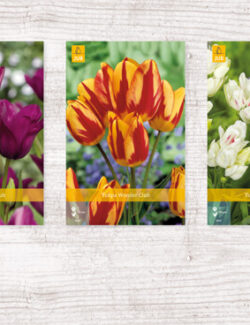 350 Tulipa Multiflowering Show box