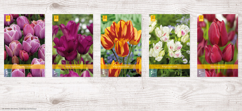 350 Tulipa Multiflowering Show box