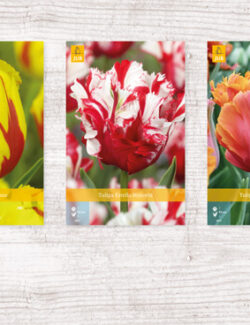 350 Tulipa Parrot Show box