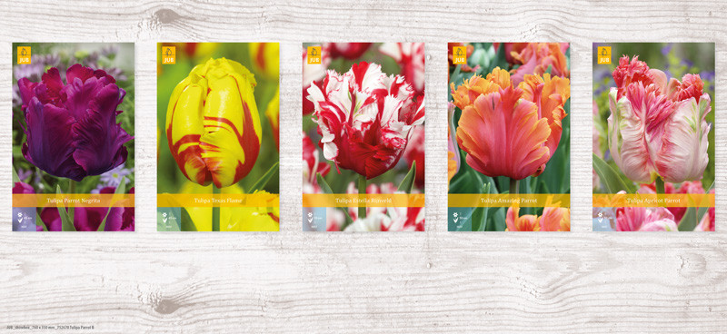 350 Tulipa Parrot Show box