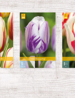 350 Tulipa Rembrandt Show box