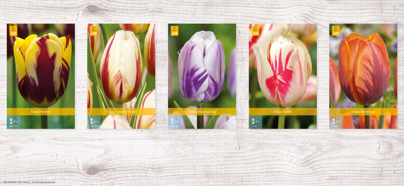 350 Tulipa Rembrandt Show box