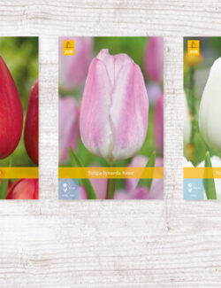 350 Tulipa Triumph Show box
