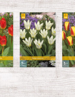 350 Tulipa Kaufmanniana Show box