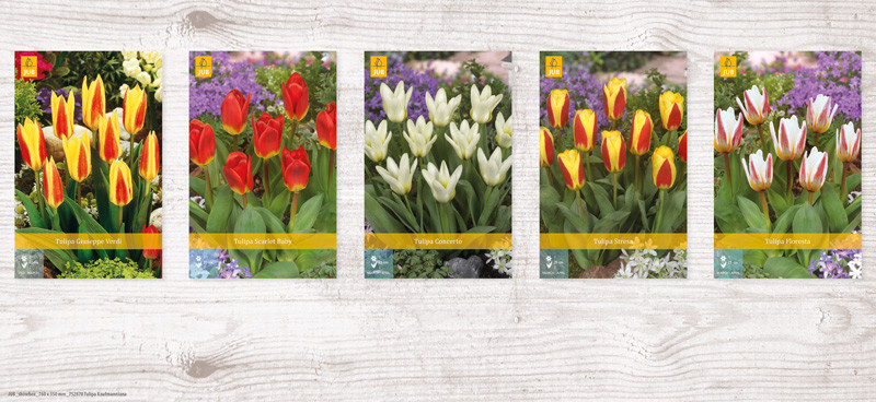 350 Tulipa Kaufmanniana Show box