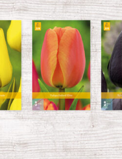 200 Tulipa Jumbo Show box