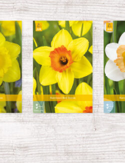 200 Narcissus Show box