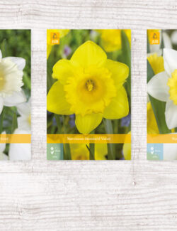 200 Narcissus Trumpet Show box