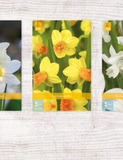 300 Narcissus Botanical Show box