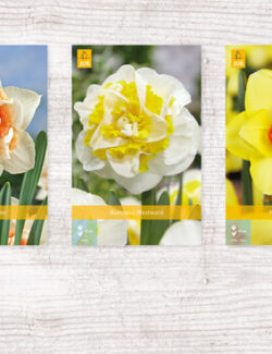200 Narcissus Double Show box