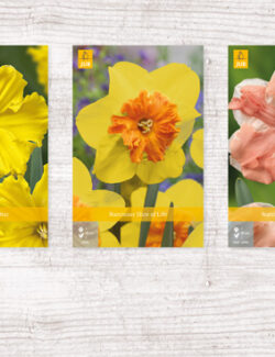 200 Narcissus Butterfly Show box