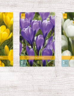 1000 Crocus Large Flowering Show box