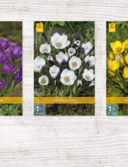 1000 Crocus Species Show box