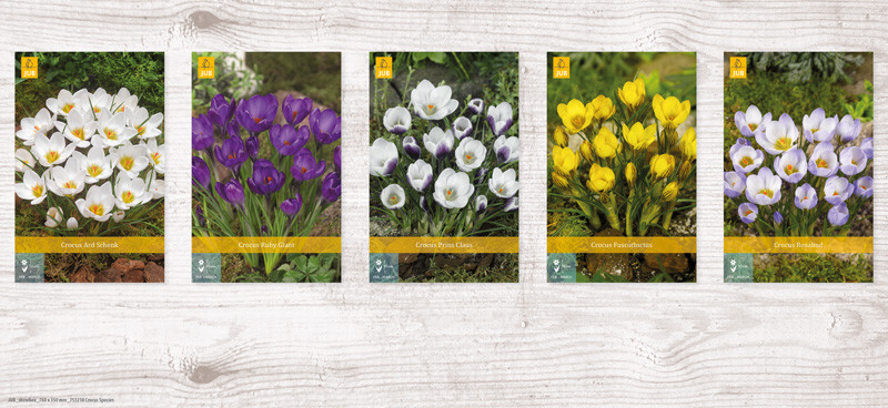 1000 Crocus Species Show box