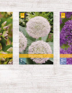 250 Allium (large) Show box